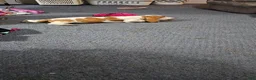 Basset Hound dogs for sale: Basset Hound 3 - Ad 17