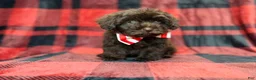 Shihpoo dogs for sale: Bryant - Ad 8