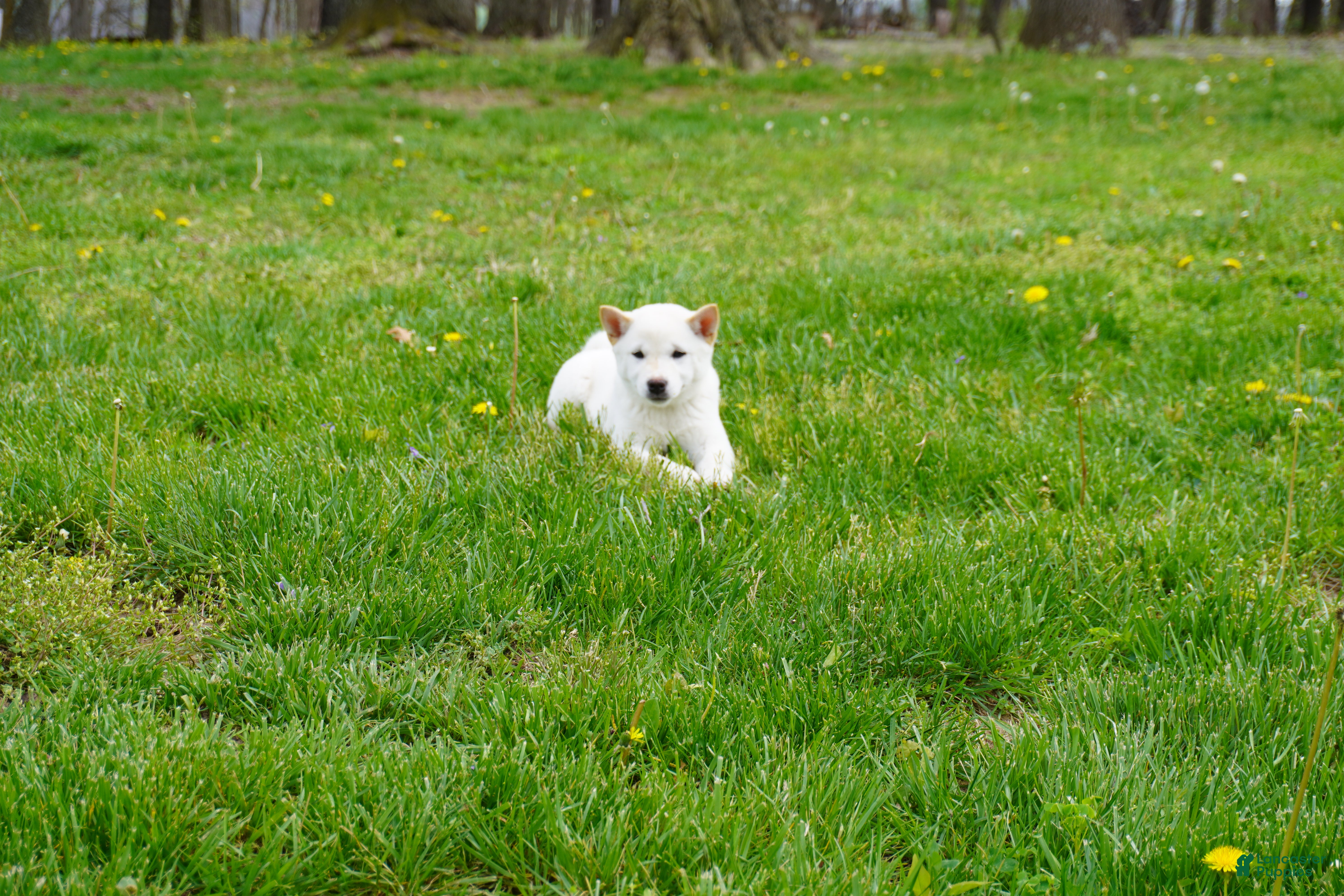 Shiba Inu dogs Roxy - Ad 1