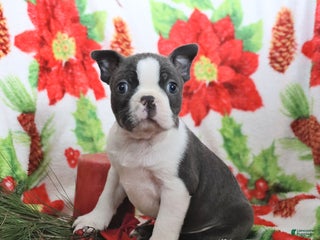 Boston Terrier dogs Hank - Ad 2