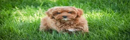 Cavapoo dogs for sale: Haven - Ad 8