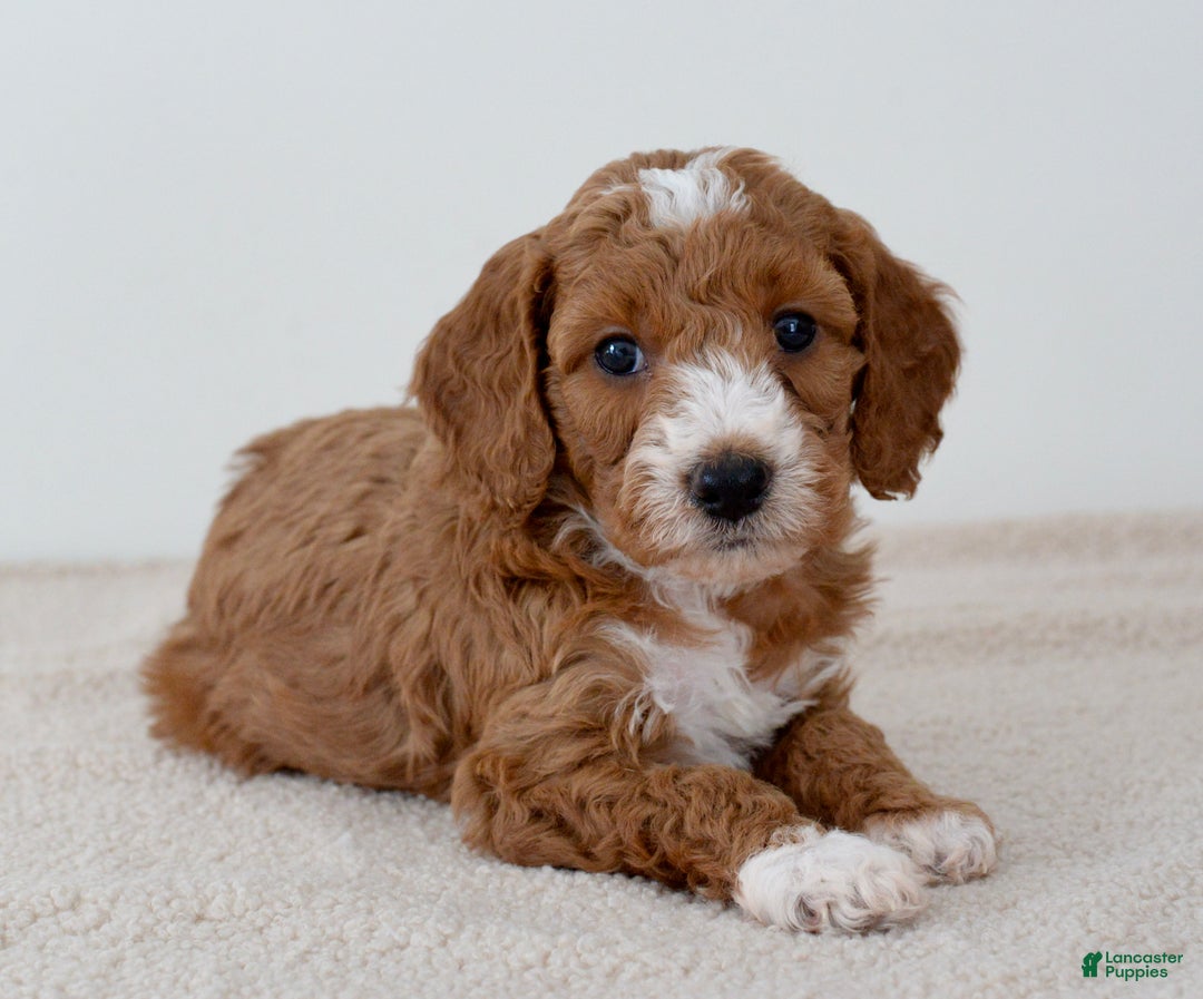 Mini Goldendoodle dogs for sale: Crumbles-petite  - Ad 4