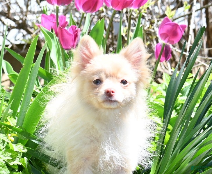 Pomeranian dogs Tiffany - Ad 39