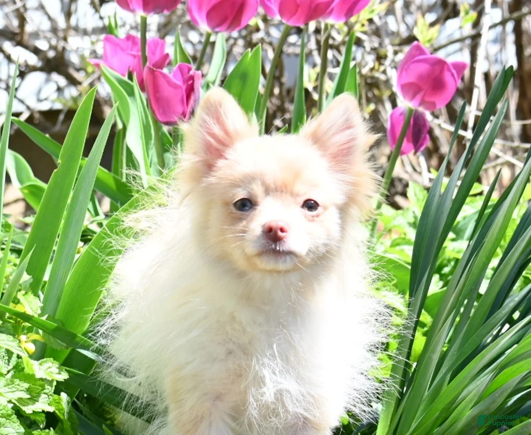 Pomeranian dogs for sale: Tiffany - Ad 1
