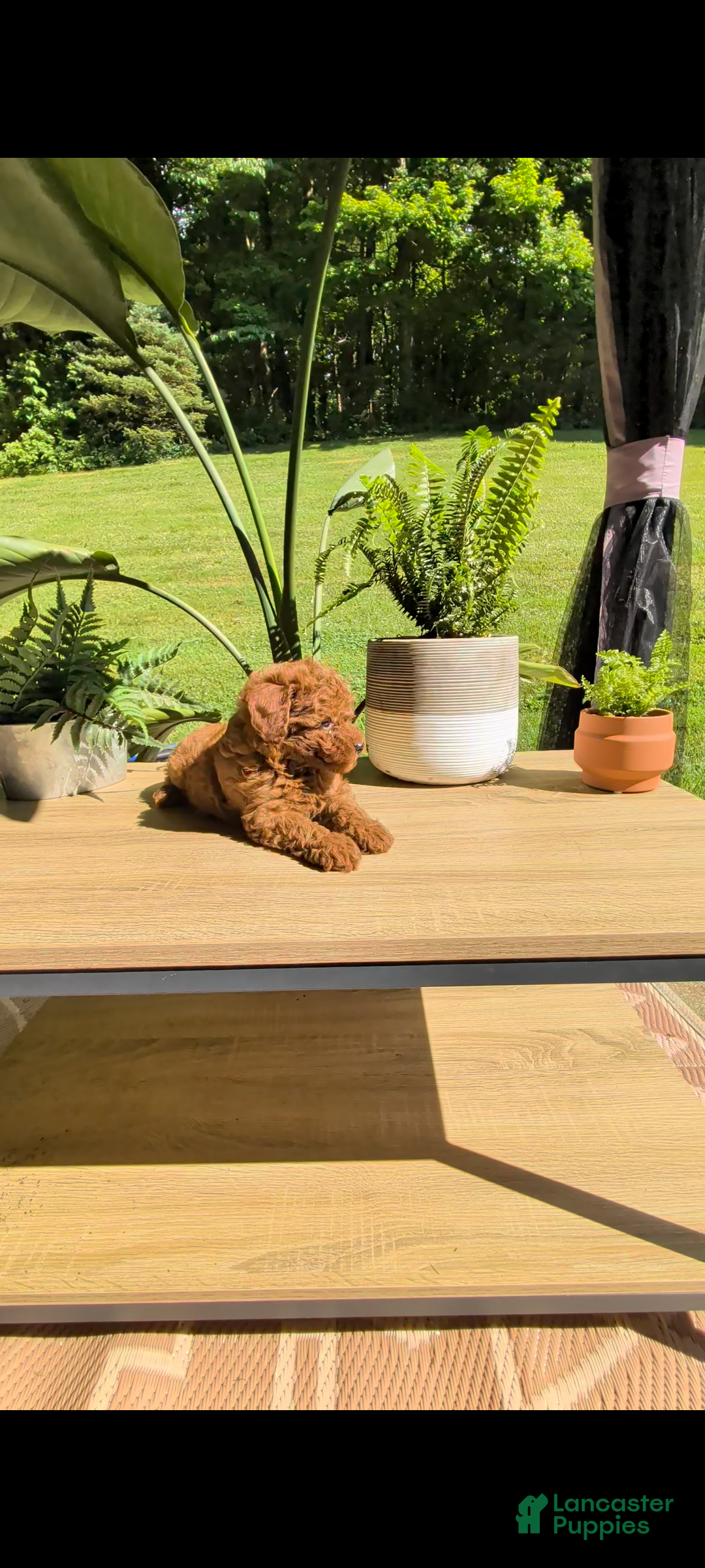 Miniature Poodle dogs Beauty  - Ad 1