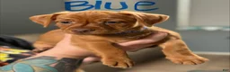 Mixed Breed dogs for sale: Mixed Breed Puppy 2 - Ad 1