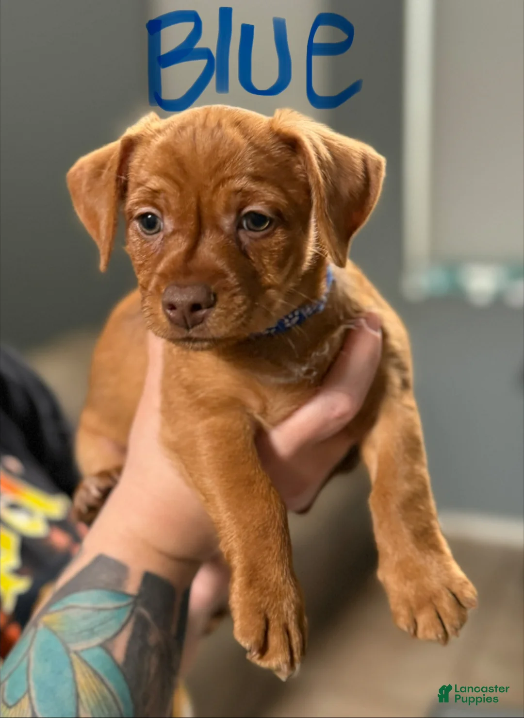 Mixed Breed dogs for sale: Mixed Breed Puppy 2 - Ad 1