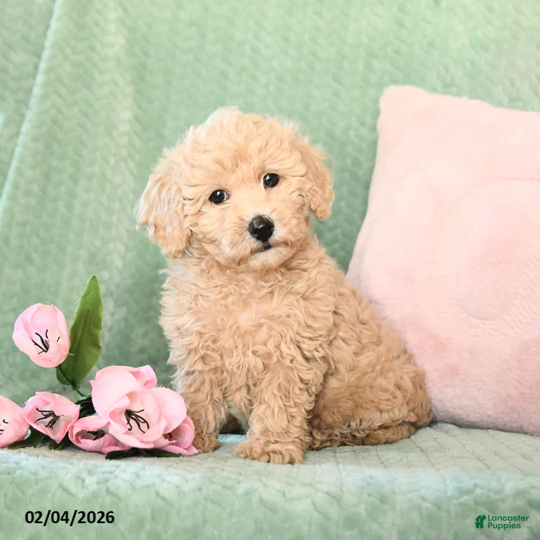 Bichpoo dogs for sale: Spirit - Ad 1