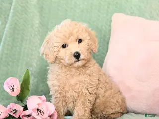 Bichpoo dogs Spirit - Ad 39