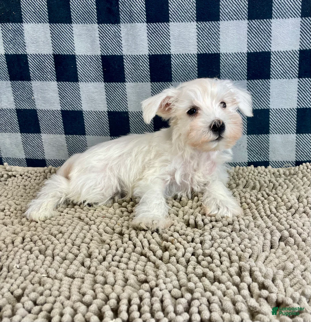 Miniature Schnauzer dogs for sale: Soloman - Ad 8