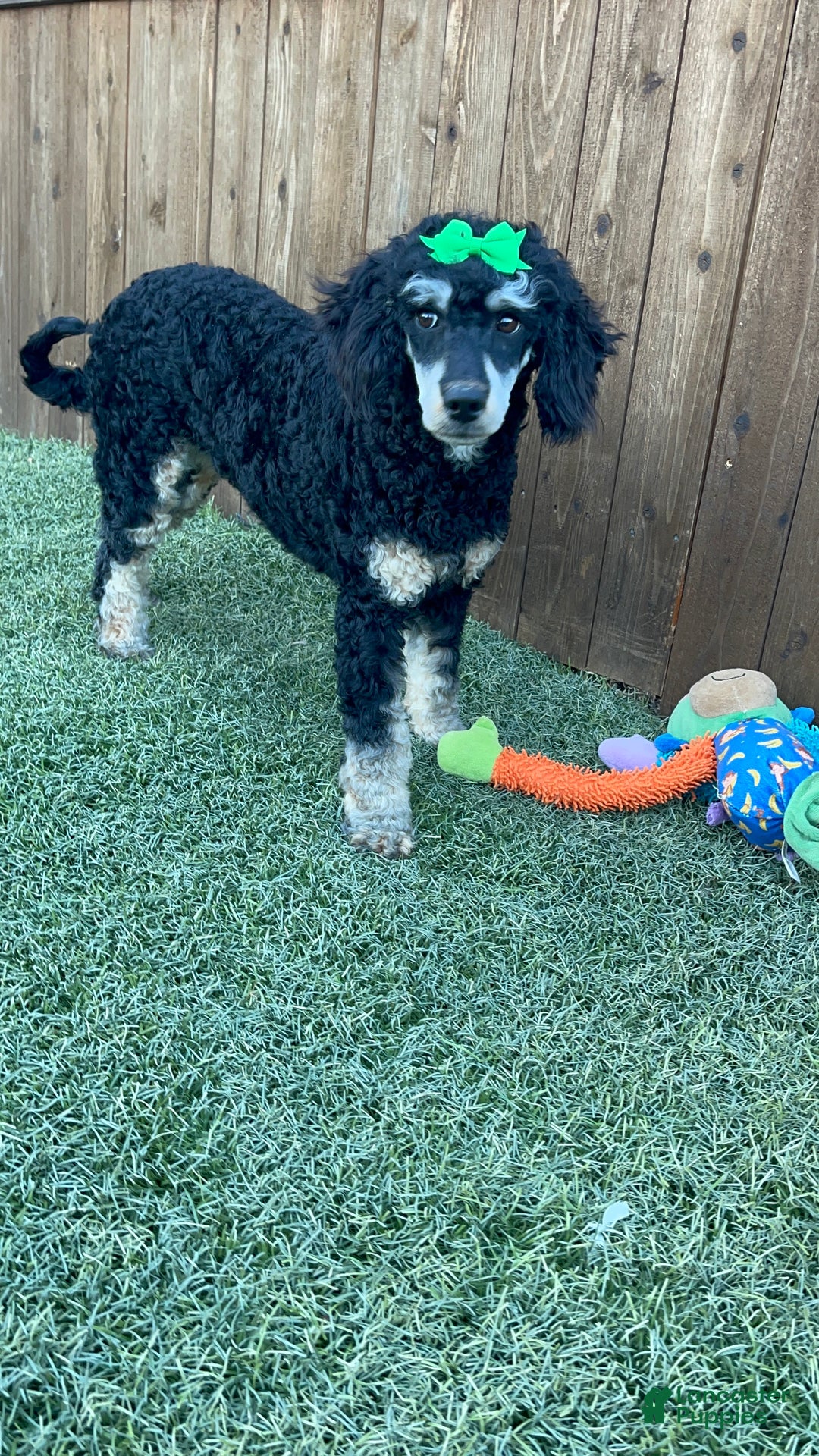 Miniature Poodle dogs for sale: Akc Clear Black Phantom Girl Piper - Ad 12