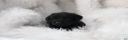 Mixed Breed dogs for sale: Wiley - Ad 4