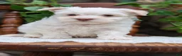 Havanese dogs for sale: Nemo - Ad 4