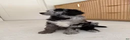 Standard Poodle dogs for sale: Bluejay - Ad 3