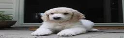 Standard Poodle dogs for sale: River AKC Standard Poodle  - Ad 14