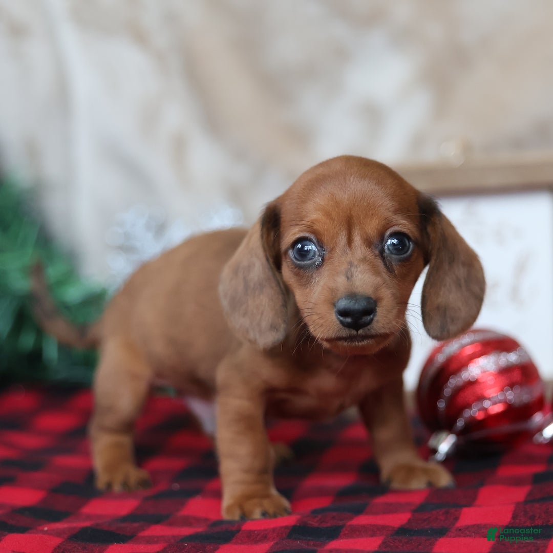 Miniature Dachshund dogs for sale: Sterling - Ad 4