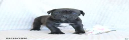 Cane Corso dogs for sale: Chase - Ad 3