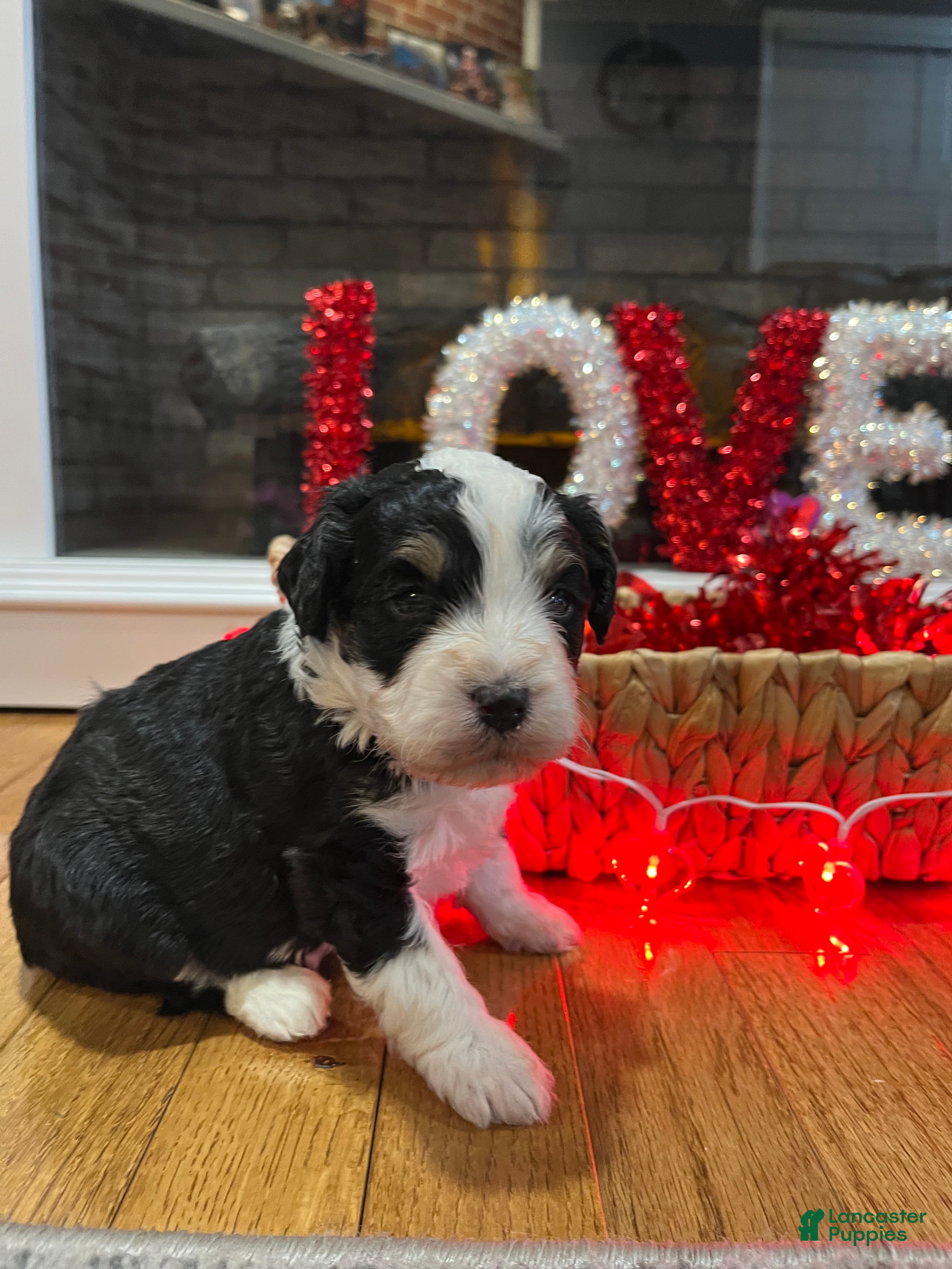 Mini Bernedoodle dogs Kahlua - Ad 37