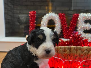 Mini Bernedoodle dogs Kahlua - Ad 39