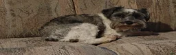 Miniature Schnauzer dogs for sale: Girl 3 - Ad 4