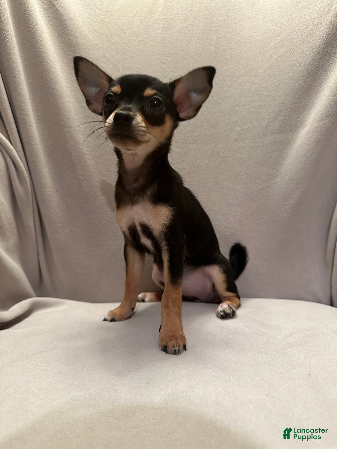 Chihuahua dogs for sale: Sadie - Ad 7