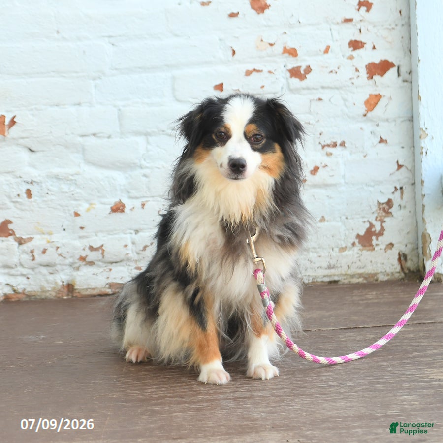 Miniature Australian Shepherd dogs for sale: Zoe - Ad 2