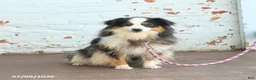 Miniature Australian Shepherd dogs for sale: Zoe - Ad 1