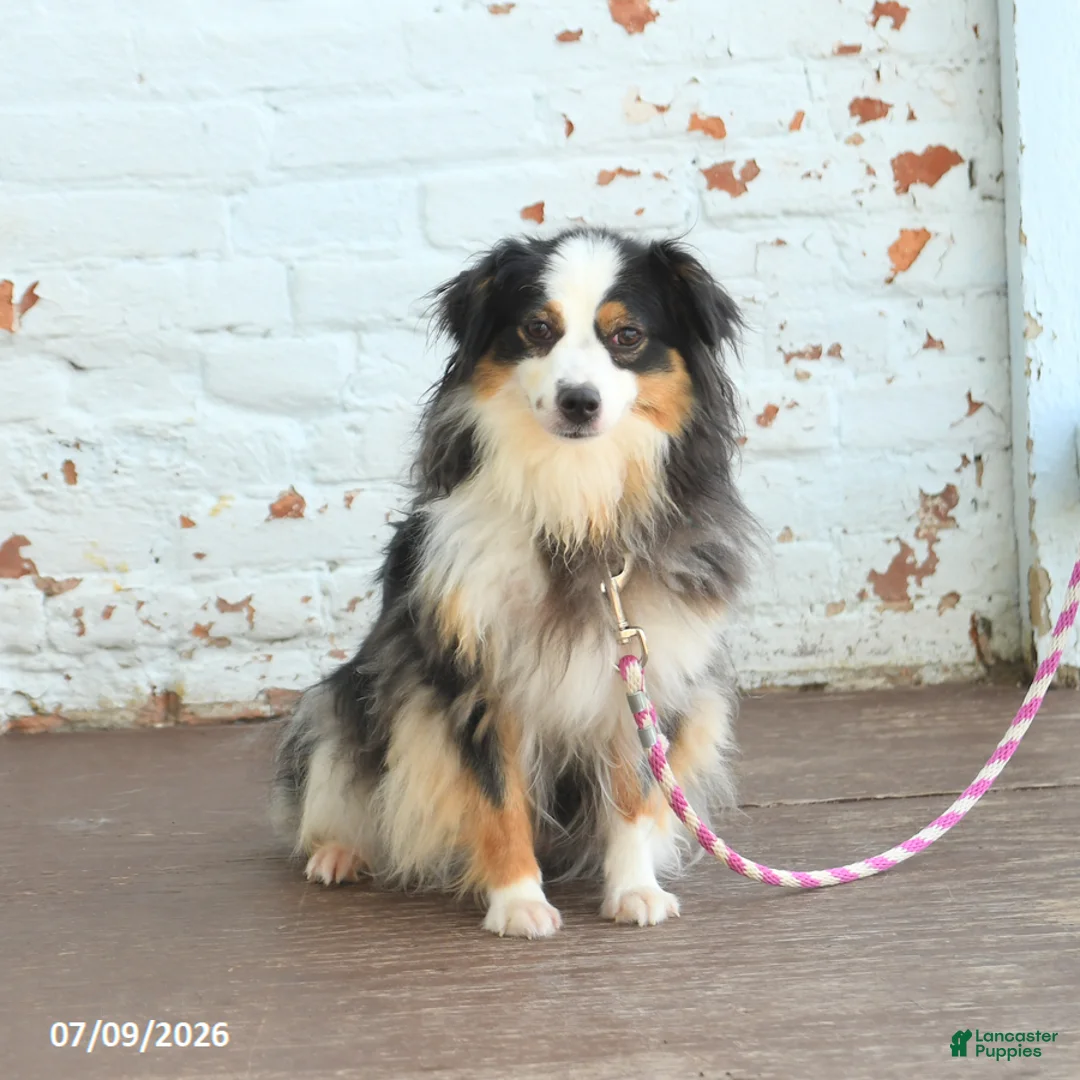 Miniature Australian Shepherd dogs for sale: Zoe - Ad 1