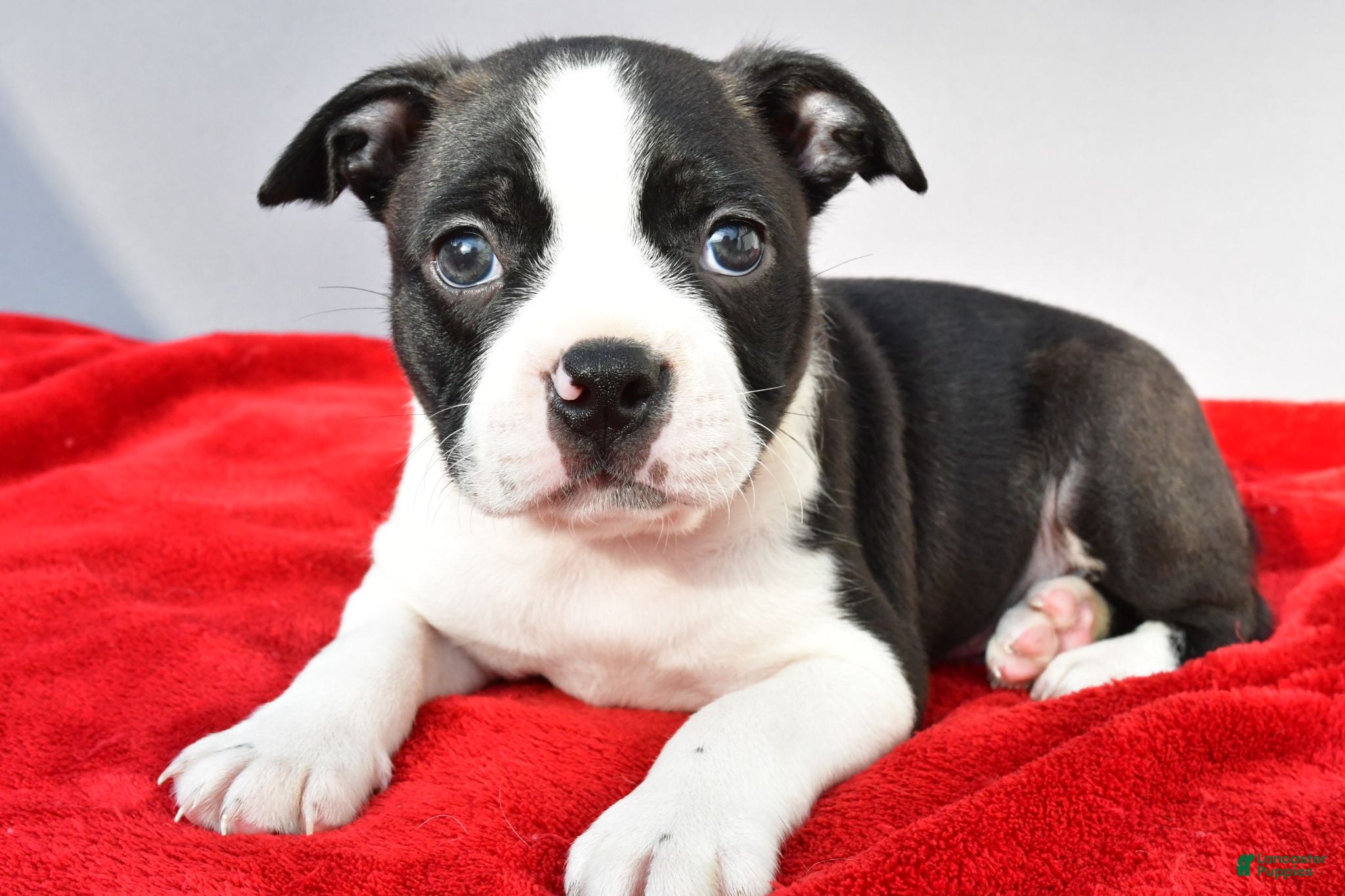 Boston Terrier dogs Kobe - Ad 2