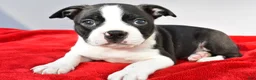 Boston Terrier dogs for sale: Kobe - Ad 2