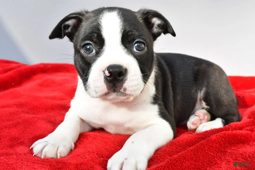 Boston Terrier dogs for sale: Kobe - Ad 2