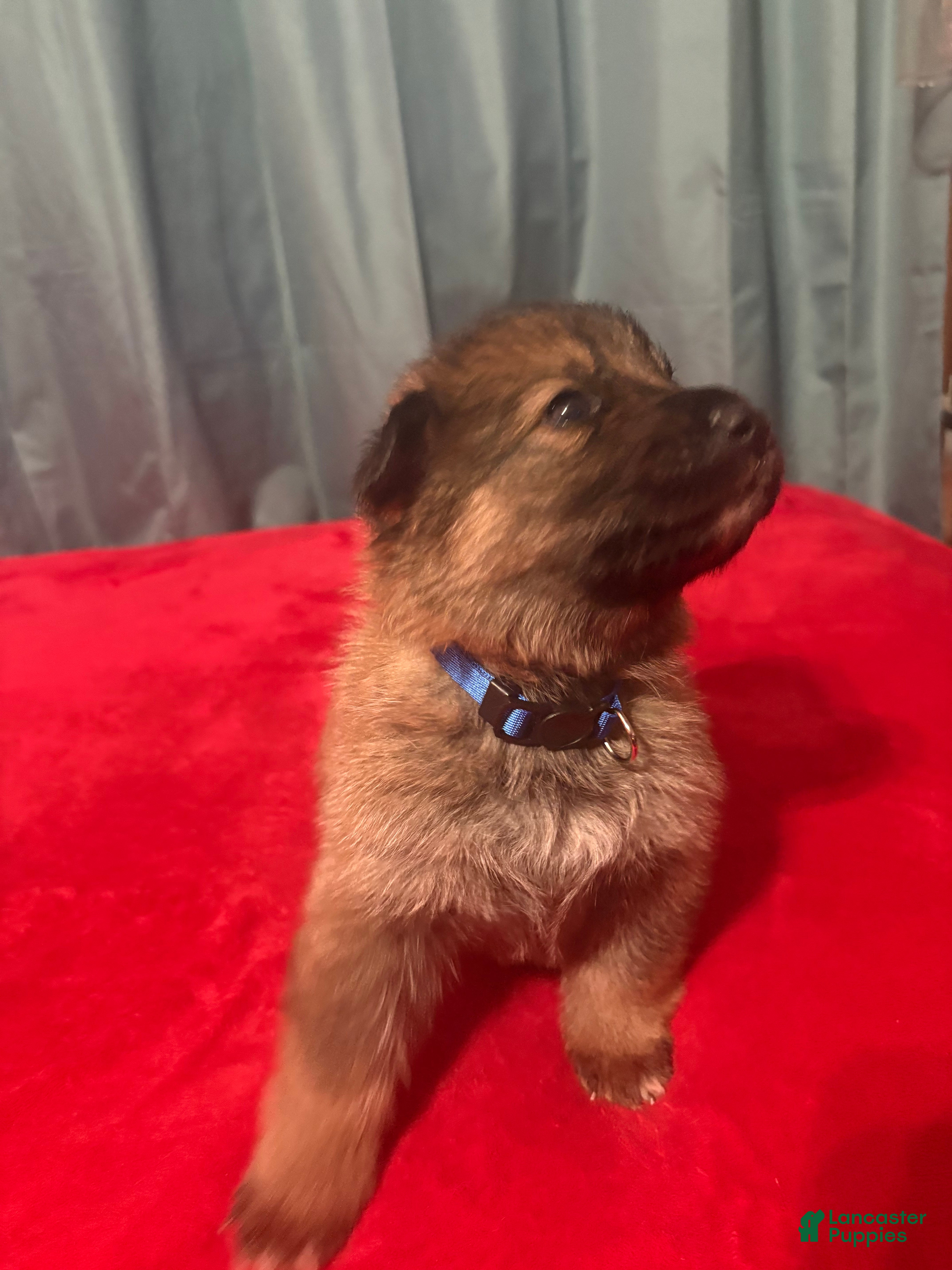 German Shepherd dogs Dot - Ad 1