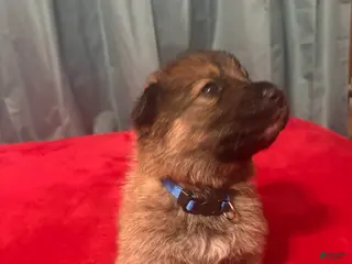German Shepherd dogs for sale: Dot - Ad 1