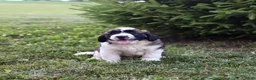 Saint Berdoodles dogs for sale: Belle - Ad 4