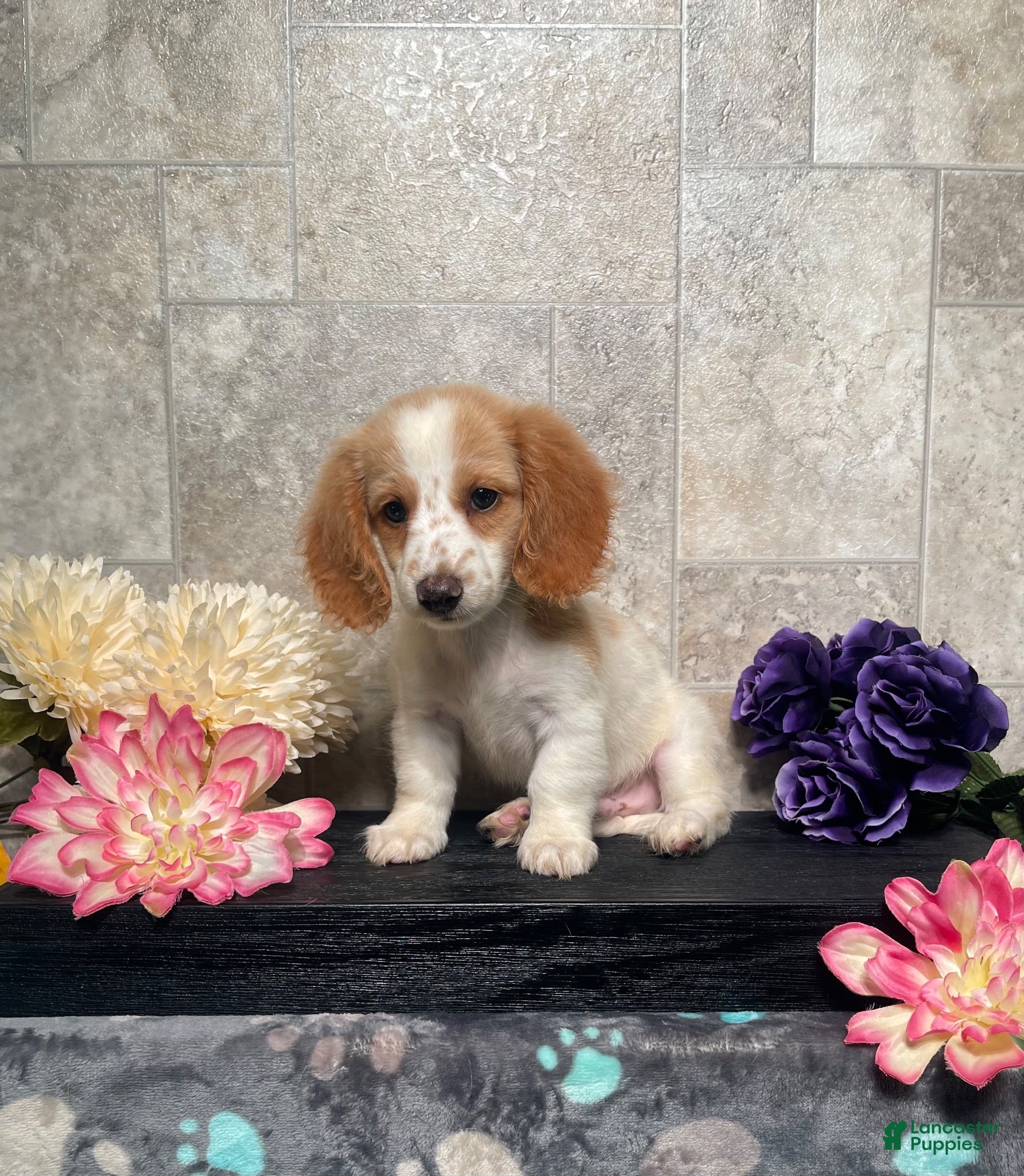 Miniature Dachshund dogs Skipper - Ad 2