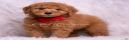 Mini Goldendoodle dogs for sale: Nolan - Ad 7