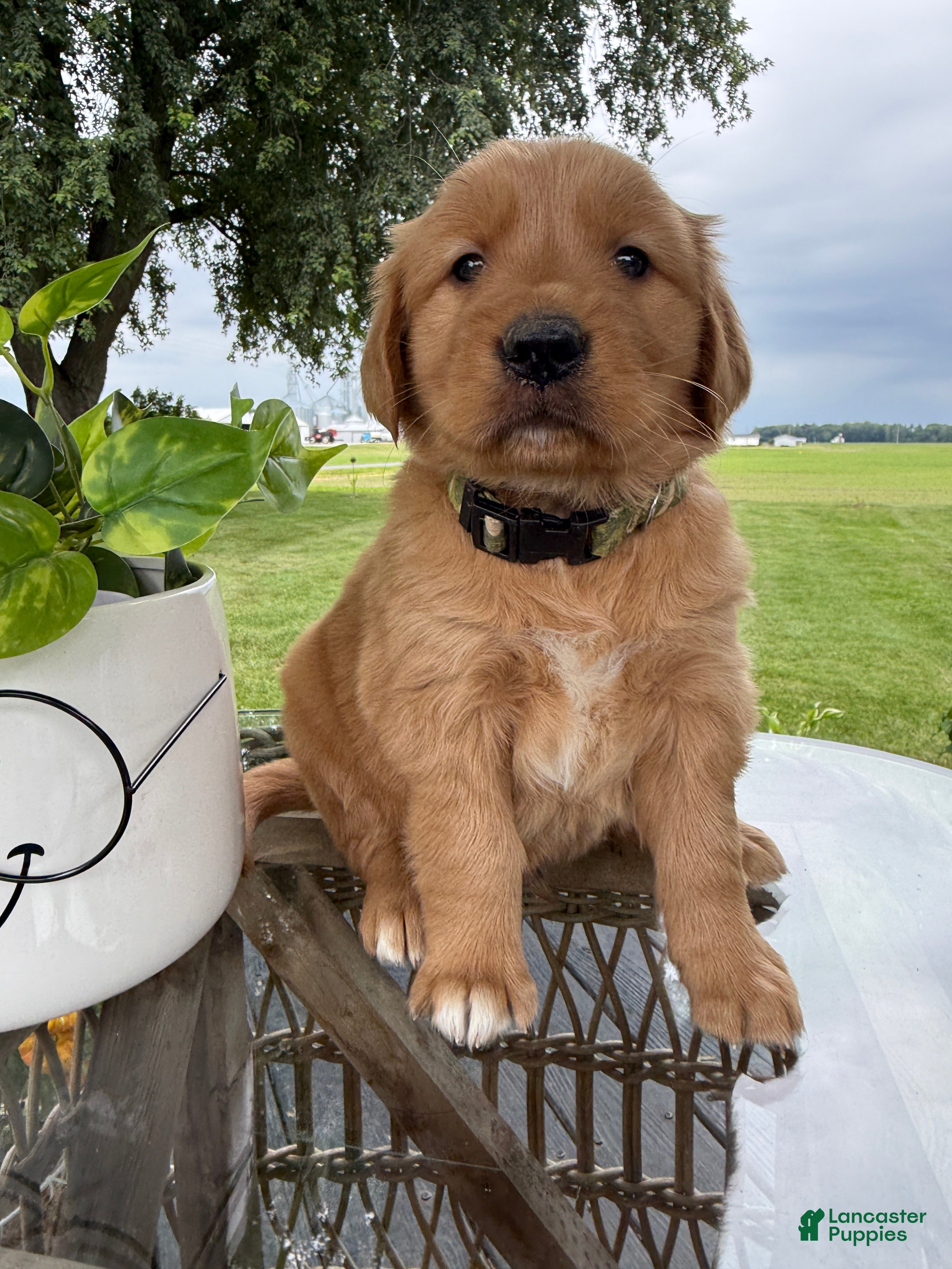 Golden Retriever dogs Bones - Ad 1