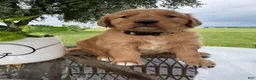 Golden Retriever dogs for sale: Bones - Ad 1