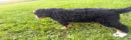 Bernedoodle dogs for sale: Stormy - Ad 17