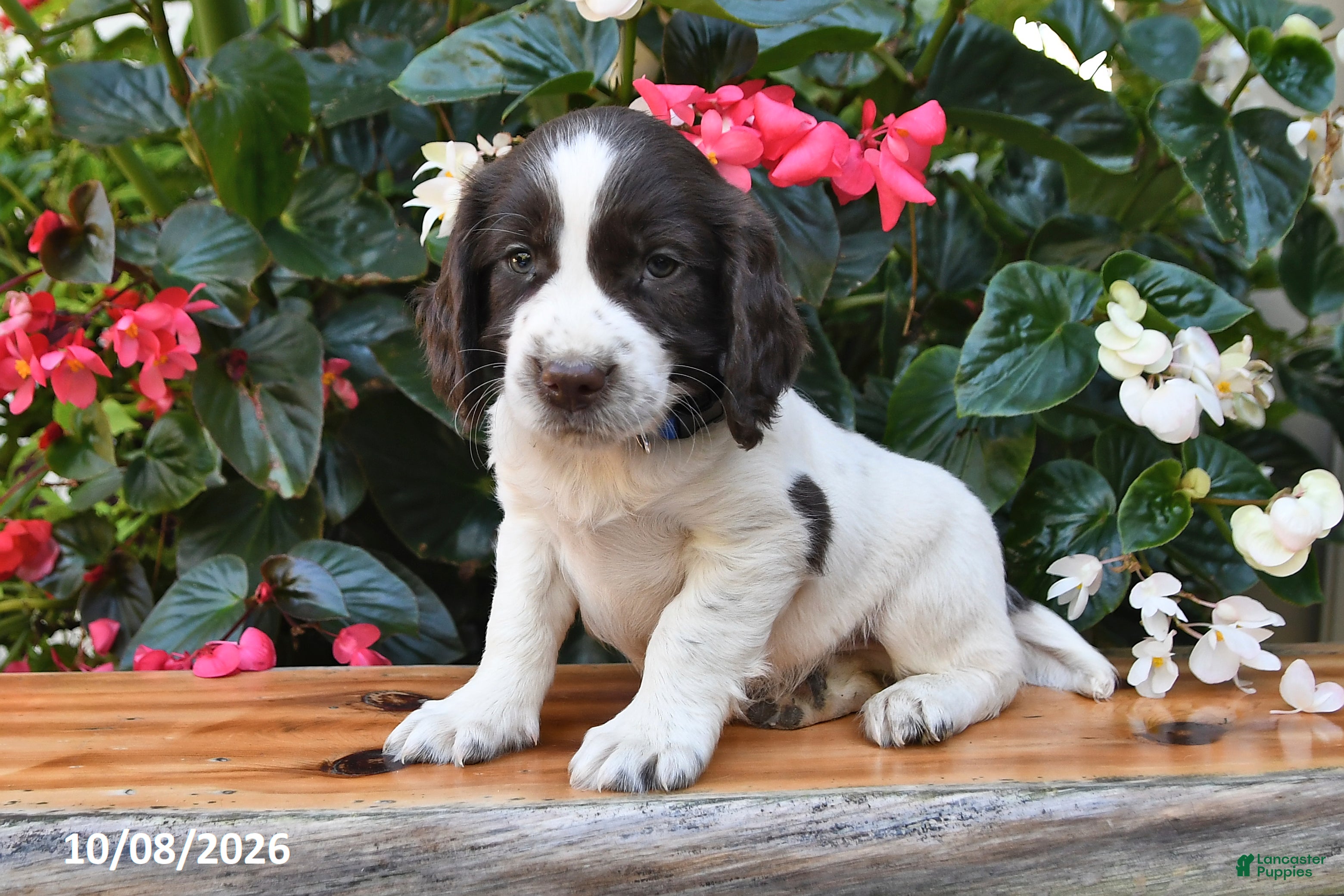 Elliot (Cocker Spaniel, Male) in Shiloh, OH