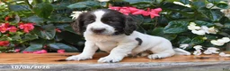 Cocker Spaniel dogs for sale: Elliot - Ad 1