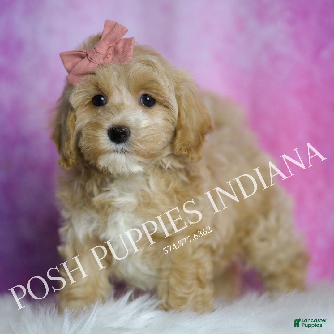 Maltipoo dogs for sale: Chrissy - Ad 5