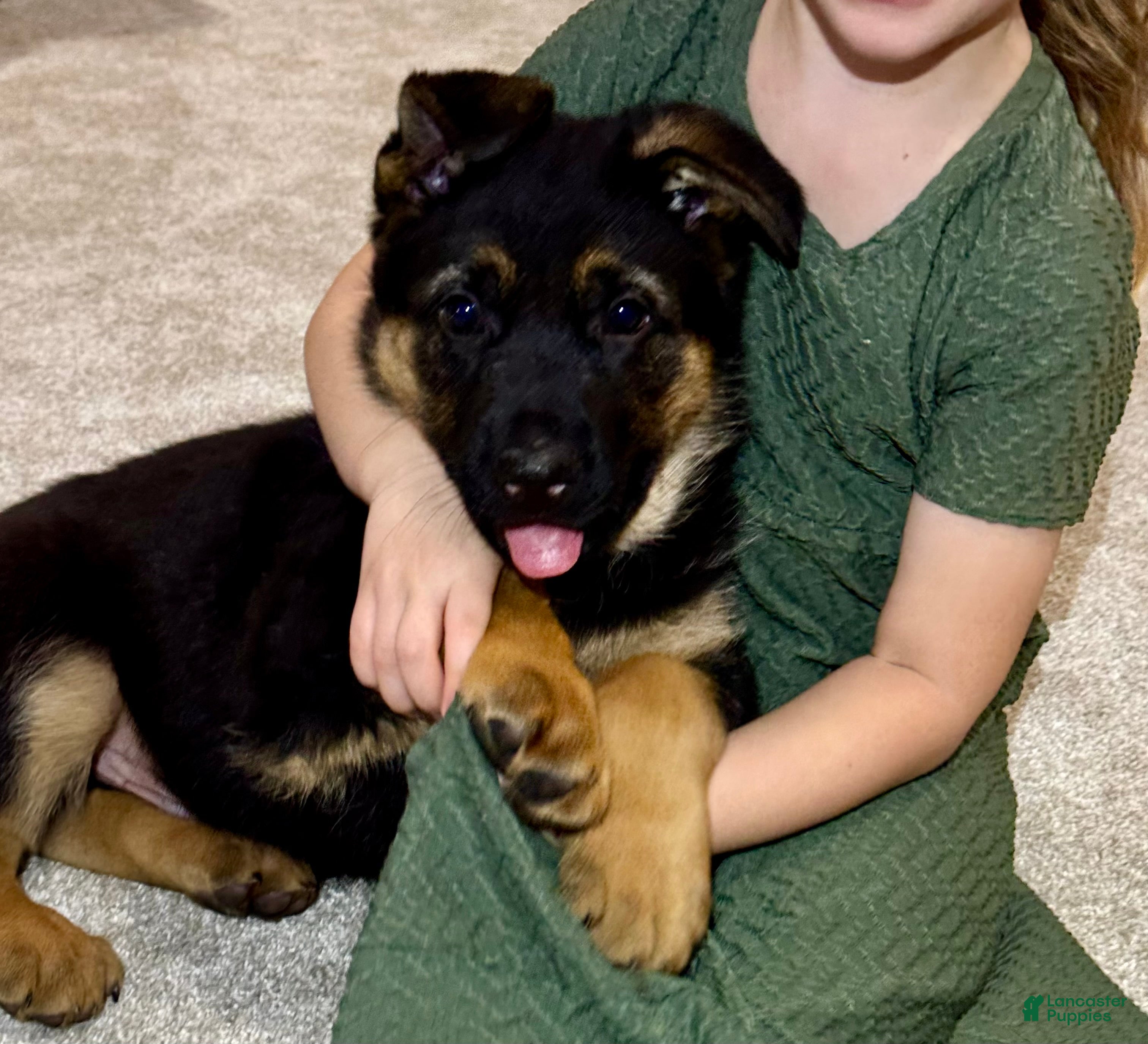 German Shepherd dogs Reno - Ad 9