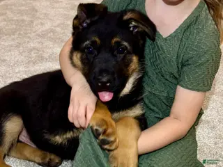 German Shepherd dogs Reno - Ad 9