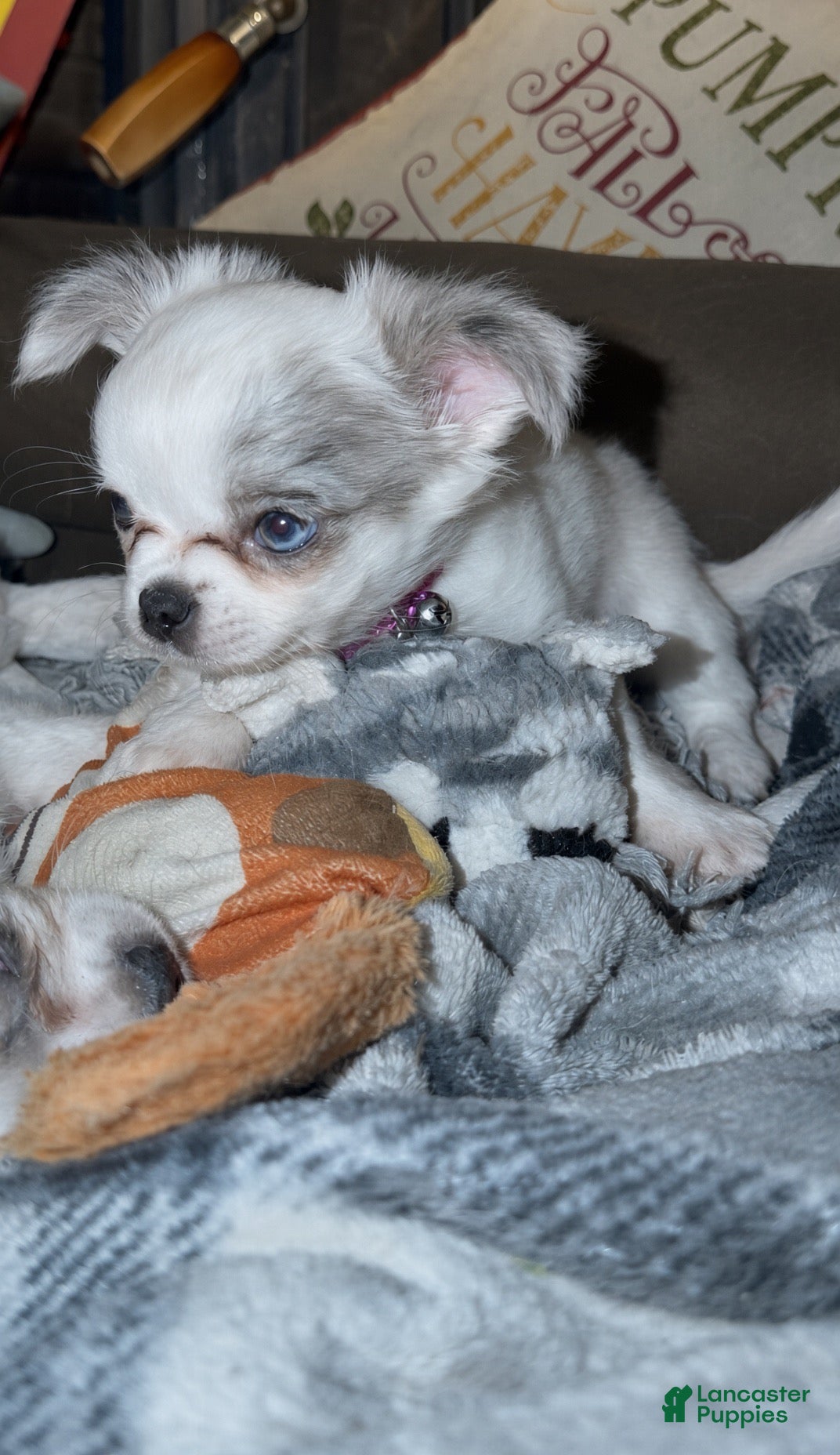 Chihuahua dogs Chihuahua 3 - Ad 1