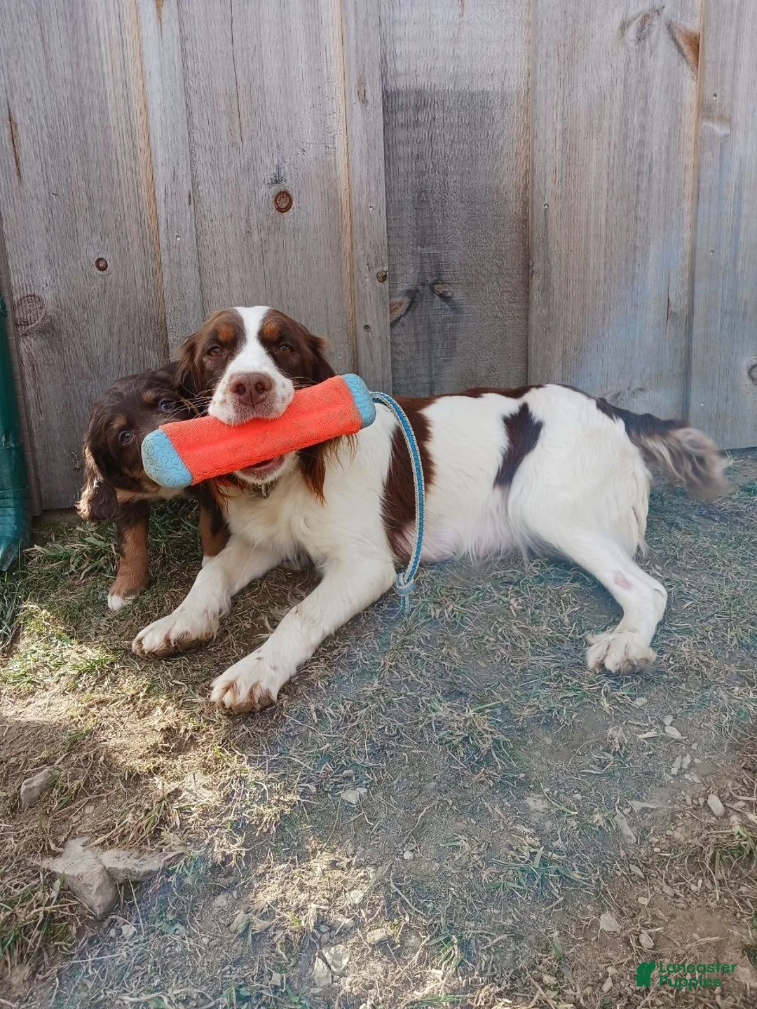 Mixed Breed dogs for sale: Arnie - Ad 3