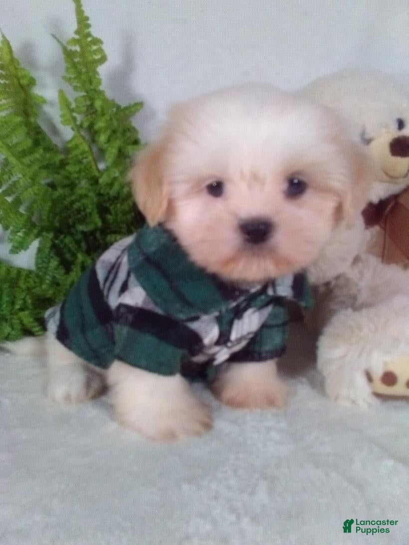 Shih Tzu dogs Prince - Ad 1