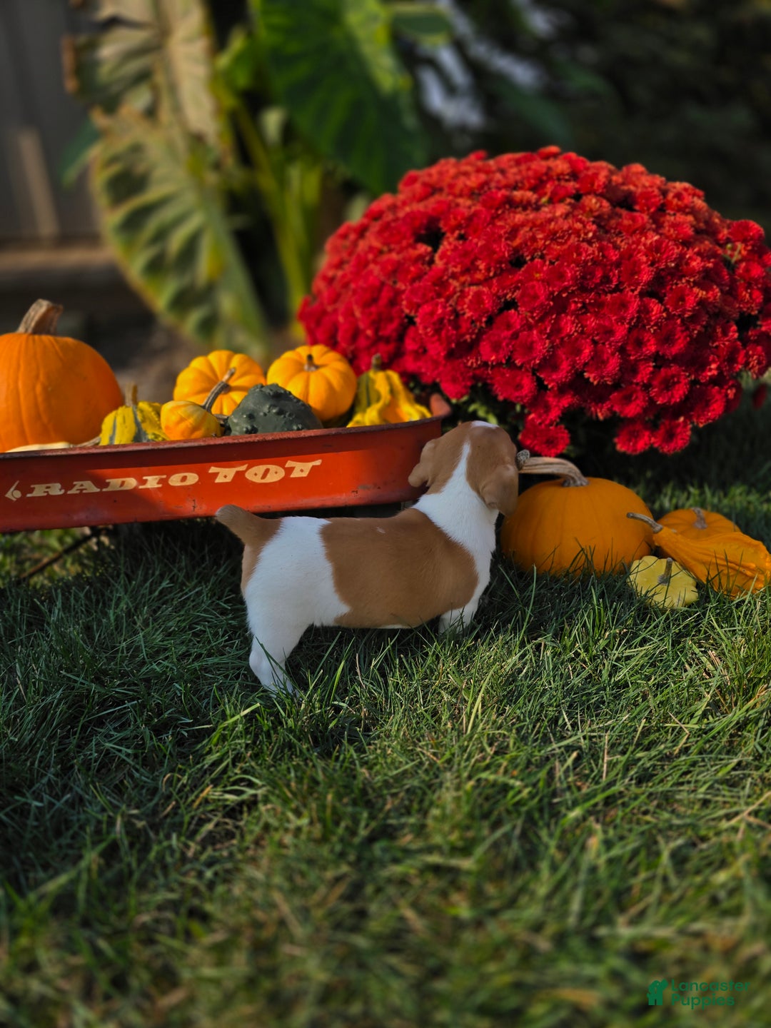 Jack Russell Terrier dogs for sale: Thumbilina - Ad 3