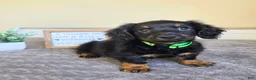 Miniature Dachshund dogs for sale: Mocha- AKC - Ad 5