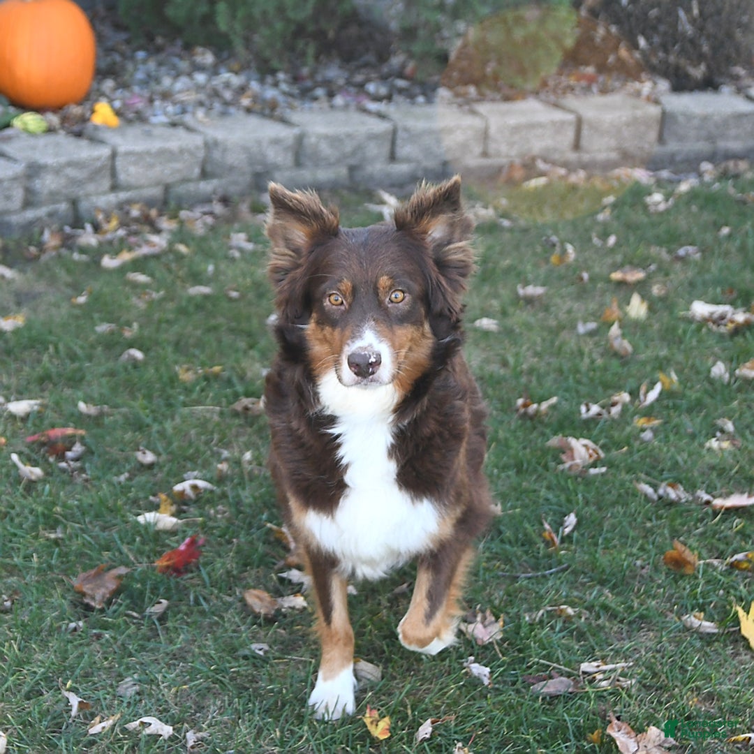 Australian Shepherd dogs for sale: Jingle  - Ad 11